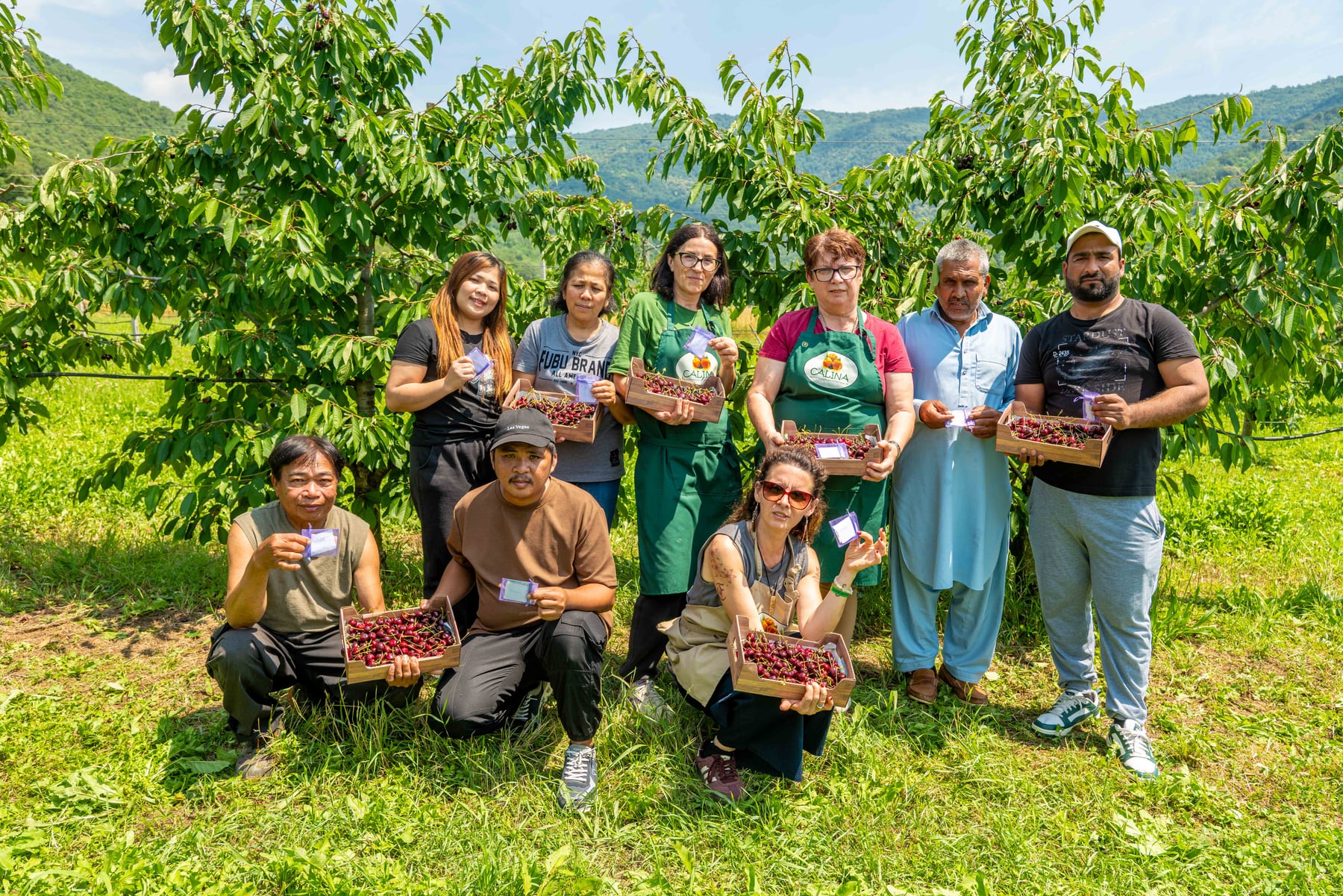 Il team della Calina durante la raccolta delle ciliegie